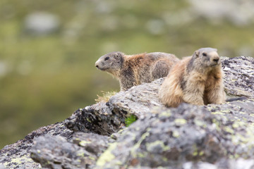 Marmottes des alpes sur un rocher