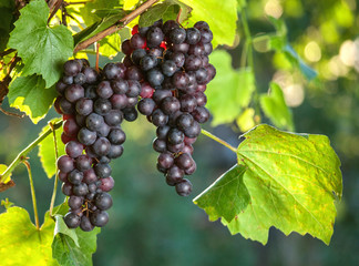 Fresh grapes on the vine branches. agriculture