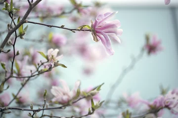 Crédence de cuisine en verre imprimé Magnolia Fleur de magnolia rose
