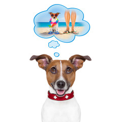 Fototapeta na wymiar summer vacation dog in a speech bubble