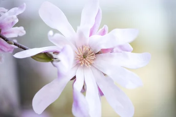 Tissu par mètre Magnolia Pink Magnolia Flower