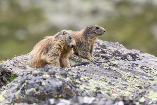 Marmottes des alpes sur un rocher