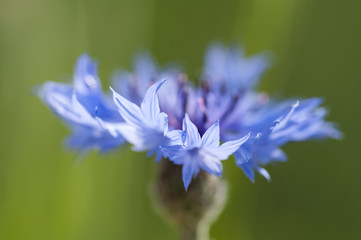 Fototapeta premium Cornflower close up (Centaurea cyanus)