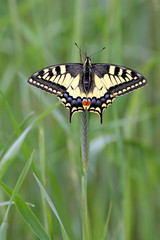 Spring European Swallowtail butterfly Papilio machaon © butterfly-photos.org
