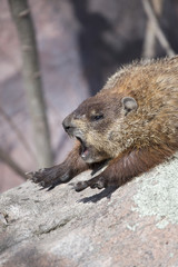 Sleepy Gopher Wakes Up