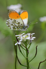 Flowering Garlic mustard (Alliaria petiolata) with Orange Tip butterfly