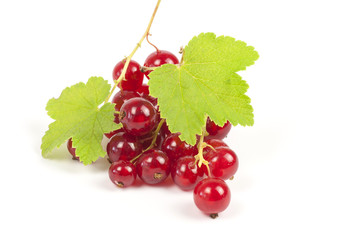 Ripe red currants
