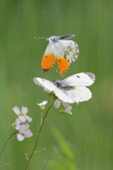 Anthocharis cardamines - Orange Tip butterflies - female with male