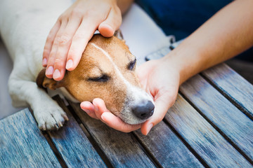 owner petting dog with hands