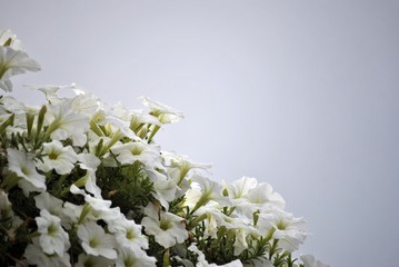 fiori bianchi