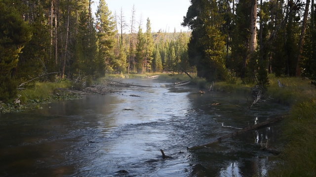 Upstream view of the Gibbon River in Yellowstone National park as bright sunlight begins to shine in from the gaps in the trees.  The stream flows swiftly through a Lodgepole pine forest.