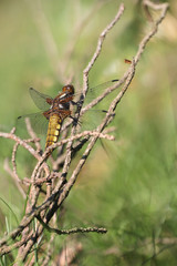 Dragonfly - Broad-bodied Chaser, Libellula depressa