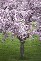 Single Cherry Tree in Bloom 