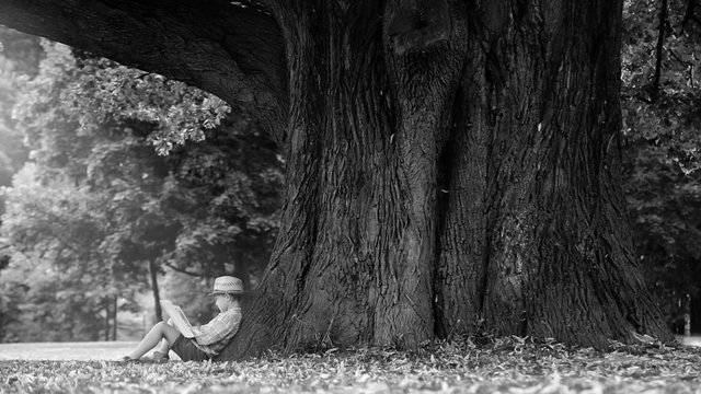 Black and white footage: a boy reading book under enormously big linden tree