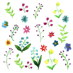 Hand drawn water color set of meadow flowers.