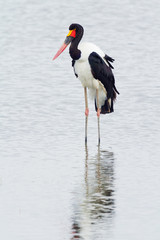 Saddle-billed stork, Kenya