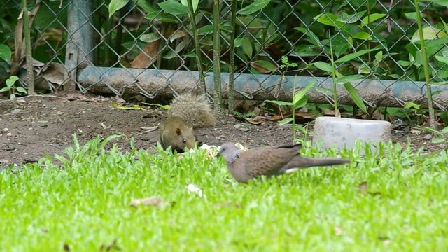 a squirrel is moving to the food left on the floor and eat with some dove moving around