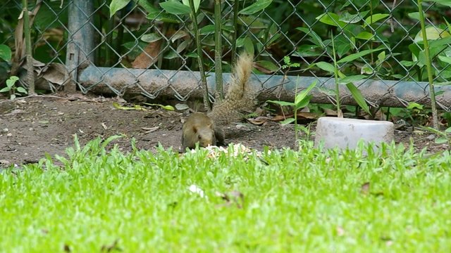 a squirrel is taking the food left on the floor and climbing the metal fence net