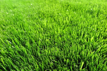 Fresh mown lawn grass in the sunny garden