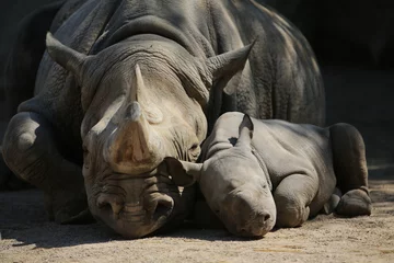Foto auf Acrylglas Nashorn Nashornmutter mit Baby