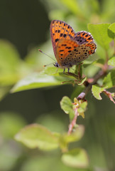 Sooty Copper butterfly, Lycaena tityrus