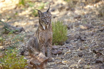 Iberian lynx sitting on alert