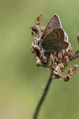 Sooty Copper butterfly, Lycaena tityrus