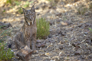 Naklejka premium Iberian lynx sitting on alert
