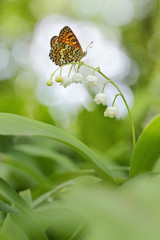Fototapeta premium Lilly of the valley with butterfly Glanville Fritillary - Melitaea cinxia