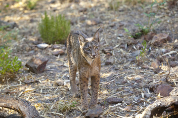 Iberian lynx getting closer