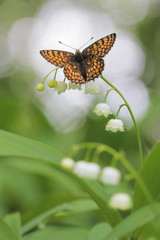 Lily of the valley with butterfly Glanville Fritillary - Melitaea cinxia