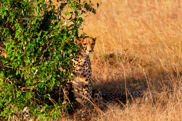 Male cheetah in Masai Mara