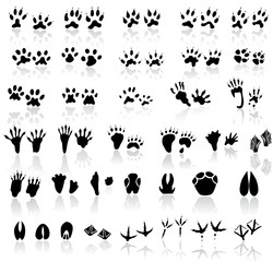 Obraz premium Collection of animal and bird trails