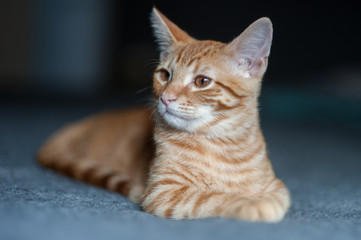 Furry Tabby kitten lying with head turned to left.