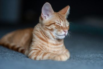 Furry Tabby kitten lying with eyes closed but alert.