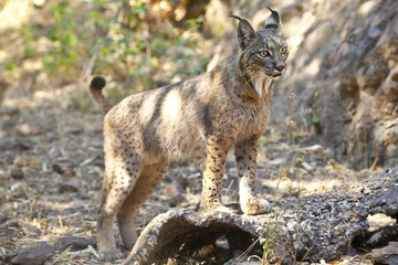 Iberische lynx op alerte positie
