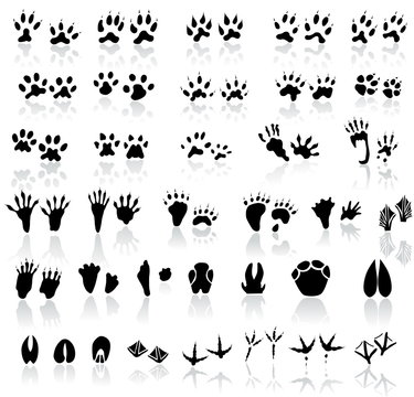 Collection of animal and bird trails