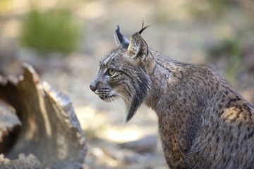Fototapeta premium Iberian lynx sitting profile