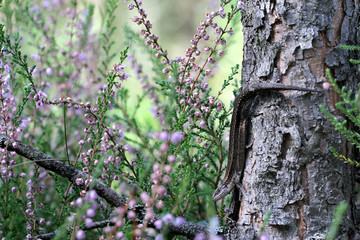 Viviparous lizard or common lizard, Zootoca vivipara
