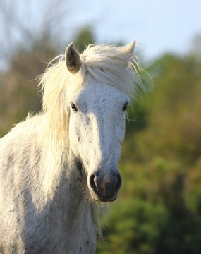 Portrait of the White Camargue Horse in Parc Regional de Camargue - Provence, France
