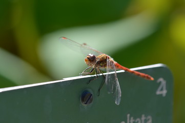 libellule