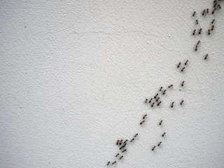 The chain of ants close-up