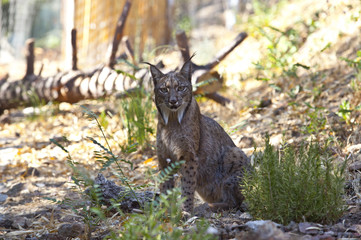 Iberian lynx staring to the camera