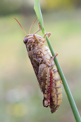 grasshopper