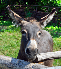 Donkey in the park behind a wooden fence
