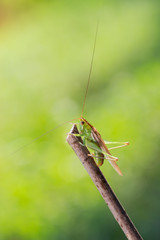 conocephalus