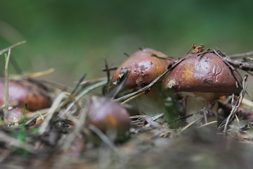 Slippery Jack or sticky bun mushrooms - Suillus luteus