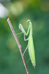 european mantis