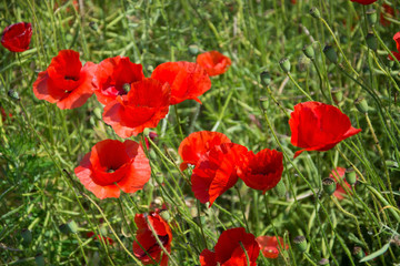 Obraz premium Mohnblumen