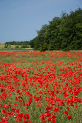 Fototapeta na wymiar Mohnblumen